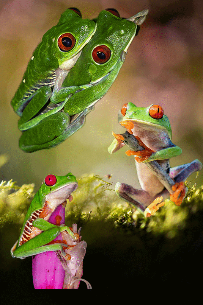 Red-eyed tree frog collage featuring three reference poses: side, front, and crouched
