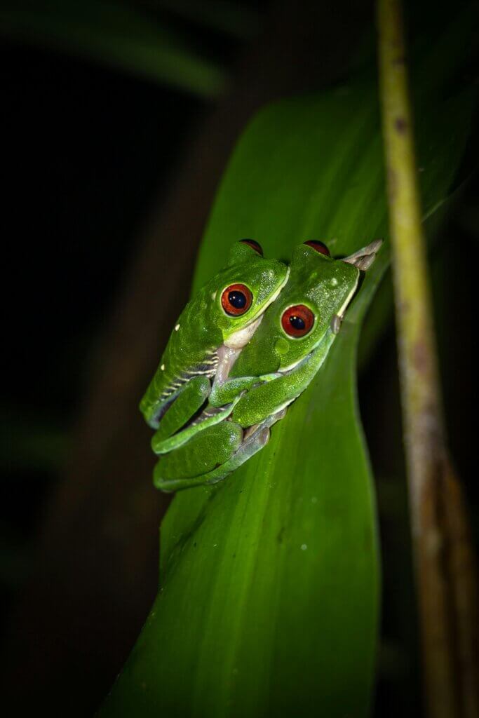 Red-eyed tree frog clinging to a green stalk, showing full side view with vivid red eyes and orange feet