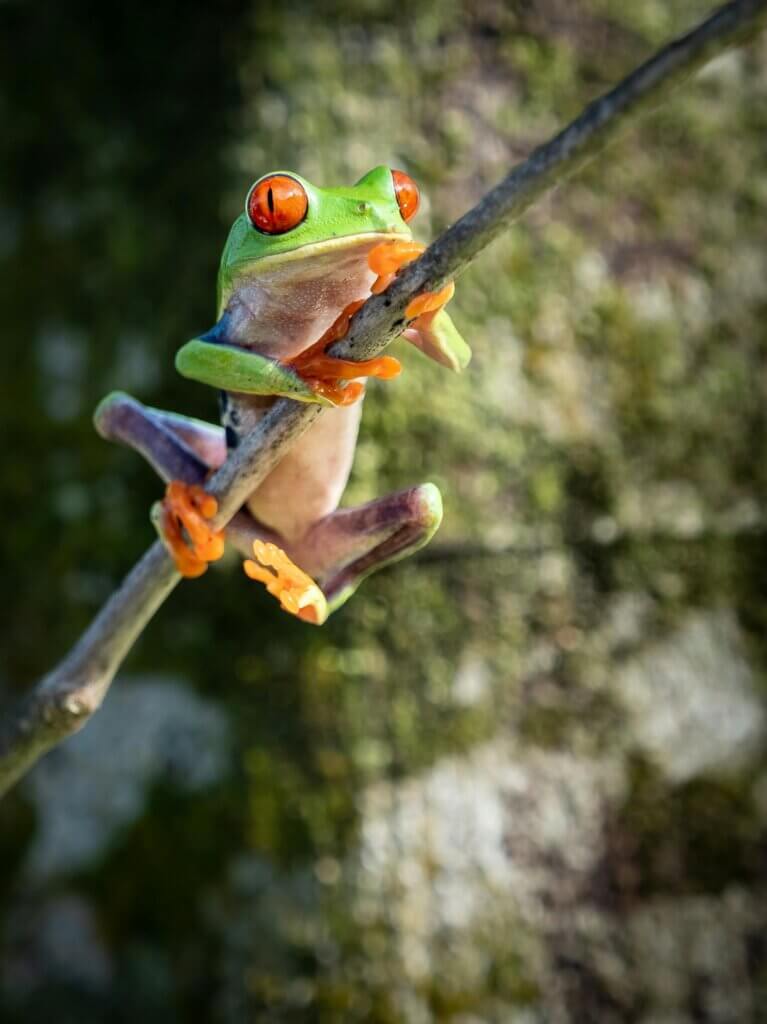 Red-eyed tree frog perched in a dynamic crouch, viewed from a 3/4 angle