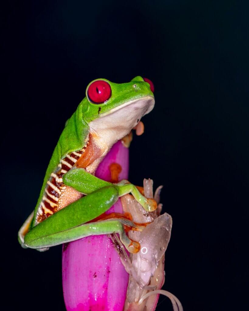 Close-up of red-eyed tree frog staring directly forward, resting on a leaf
